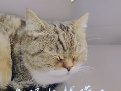 -喵园·猫主题咖啡厅·撸猫·猫咖(国贸店)