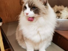 -MOCHA明星猫咖(田子坊店)