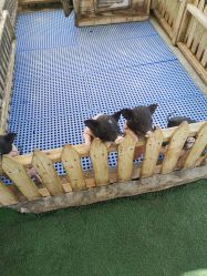 -萌宠亲子动物乐园(槐房万达店)