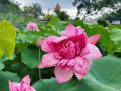 -广州莲花山旅游区