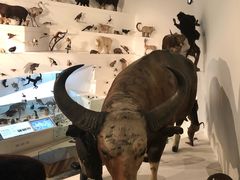 -墨尔本博物馆(Melbourne Museum)