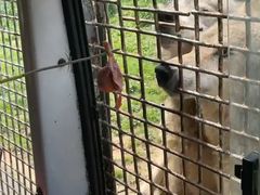 -贵州森林野生动物园