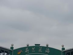 -荷兰花海