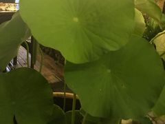 -渔藤(万柳东路店)
