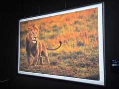 -罗红摄影艺术馆