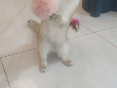 -柴源莊·柴小宠柴犬咖啡