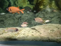 -上海海洋水族馆