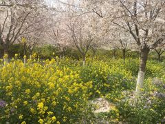 -古柏渡飞黄旅游区