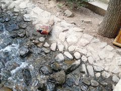 -燕塞湖鸟语林景区
