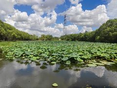 -昆山城市生态森林公园
