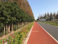 -上海长兴岛郊野公园