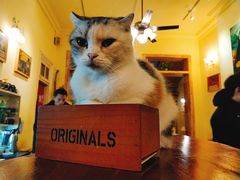 -猫色咖啡·猫咖