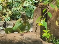 -海南热带野生动植物园