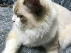-东方名猫馆·英短金渐层布偶猫舍(环线广场1号楼店)