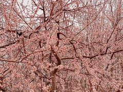 -桃花堤公园