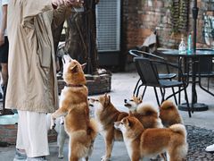 -柴犬高等学院·狗咖·柴犬售卖·宠物训练