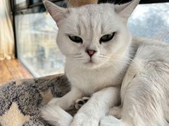 -猫小院猫主题餐厅(南锣旗舰店)