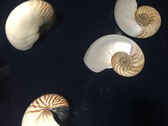 -青岛贝壳博物馆