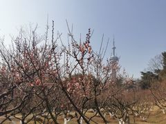 -南京古林公园