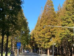 -日照海滨国家森林公园