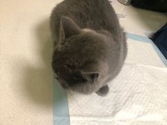-派联宠物医院·24h·CT·异宠