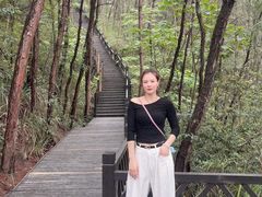 -铁山坪森林公园