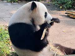 -都江堰中华大熊猫苑