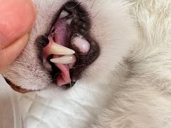 -北京观赏动物医院·24小时大型综合·猫专科·异宠专科