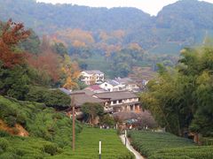 -龙井村