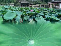 -莲湖公园