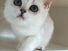 -东方名猫馆·英短金渐层布偶猫舍(环线广场1号楼店)