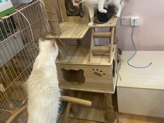 -猫咪派对(江南西店)