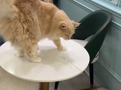 -安格丽娜·狗咖·猫咖羊驼咖(春熙路百盛商场店)