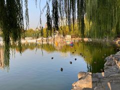 -团结湖公园