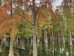 -上海滨江森林公园