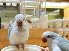 -帕帕拉兹宠物(亚洲旗舰店)