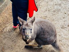 -费瑟代尔野生动物园