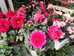 -曲阳花鸟市场(曲阳路店)