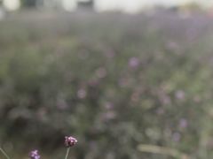 -羊亭河湿地公园