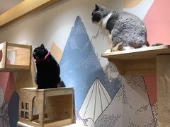 -滚猫咖啡·猫咖·猫友好撸猫(未来城店)