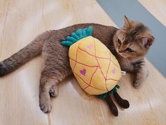 -HONGA HONGA雄家(曹路店)