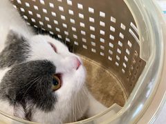 -贝康宠物医院·犬猫全科·小动物特色诊疗中心(东环路店)