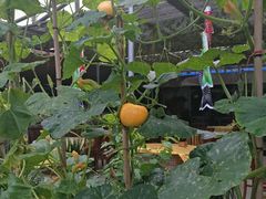 -姥家大锅台水库渔家
