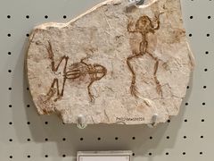 -辽宁古生物博物馆