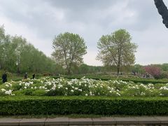 -洛阳市隋唐城遗址植物园