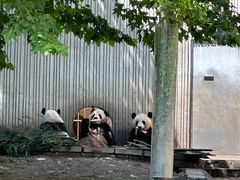 -卧龙中华大熊猫苑神树坪基地