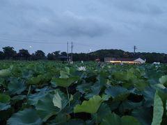 -梁鸿国家湿地公园