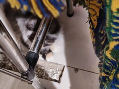 -平行世界·猫咖(首经贸店)