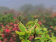 -大围山国家森林公园
