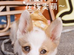 -嗨皮儿·现蒸面皮(抄纸巷店)